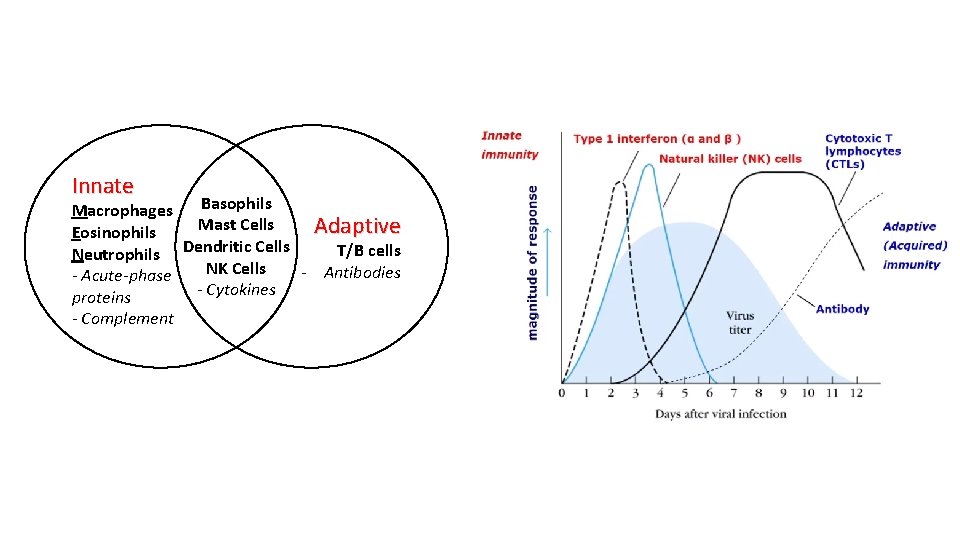 Innate Basophils Macrophages Mast Cells Adaptive Eosinophils T/B cells Neutrophils Dendritic Cells NK Cells Innate Basophils Macrophages Mast Cells Adaptive Eosinophils T/B cells Neutrophils Dendritic Cells NK Cells