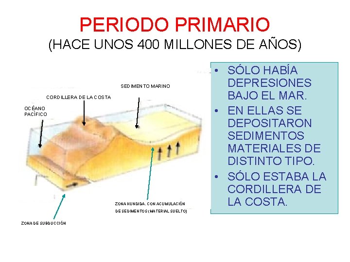 PERIODO PRIMARIO (HACE UNOS 400 MILLONES DE AÑOS) SEDIMENTO MARINO CORDILLERA DE LA COSTA