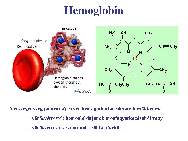 Hemoglobin Vérszegénység (anaemia): a vér hemoglobintartalmának csökkenése - vörösvértestek hemoglobinjának megfogyatkozásából vagy - vörösvértestek