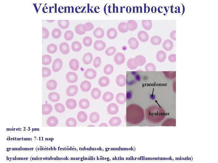 Vérlemezke (thrombocyta) granulomer hyalomer méret: 2 -3 μm élettartam: 7 -11 nap granulomer (sötétebb