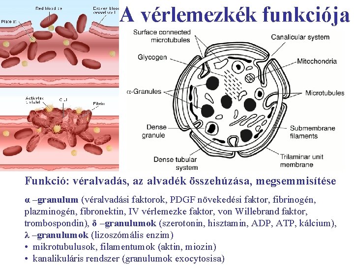 A vérlemezkék funkciója Funkció: véralvadás, az alvadék összehúzása, megsemmisítése α –granulum (véralvadási faktorok, PDGF