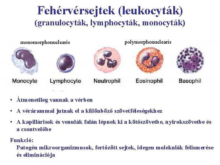 Fehérvérsejtek (leukocyták) (granulocyták, lymphocyták, monocyták) monomorphonuclearis polymorphonuclearis • Átmenetileg vannak a vérben • A