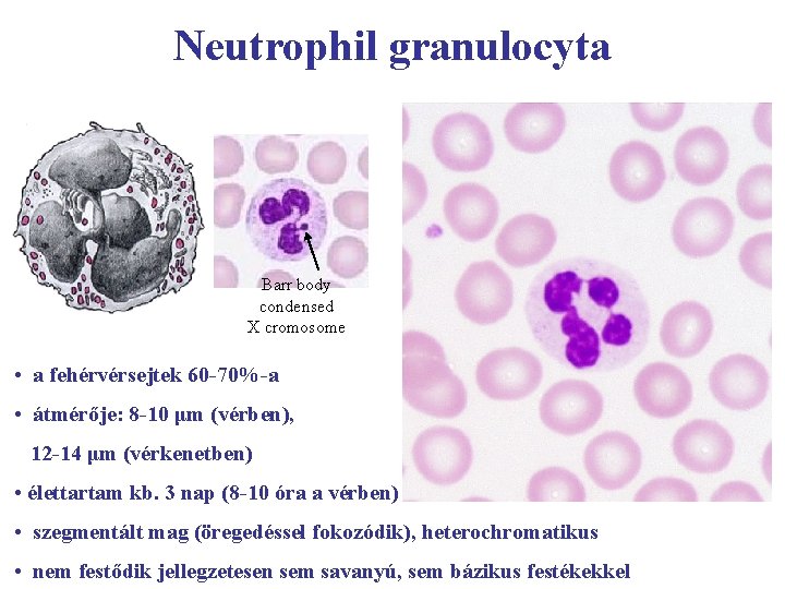 Neutrophil granulocyta Barr body condensed X cromosome • a fehérvérsejtek 60 -70%-a • átmérője: