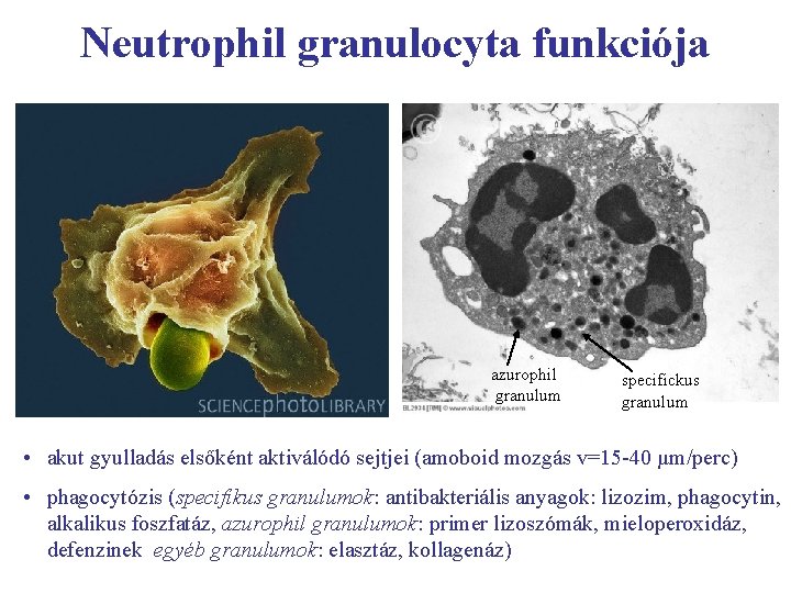 Neutrophil granulocyta funkciója azurophil granulum specifickus granulum • akut gyulladás elsőként aktiválódó sejtjei (amoboid