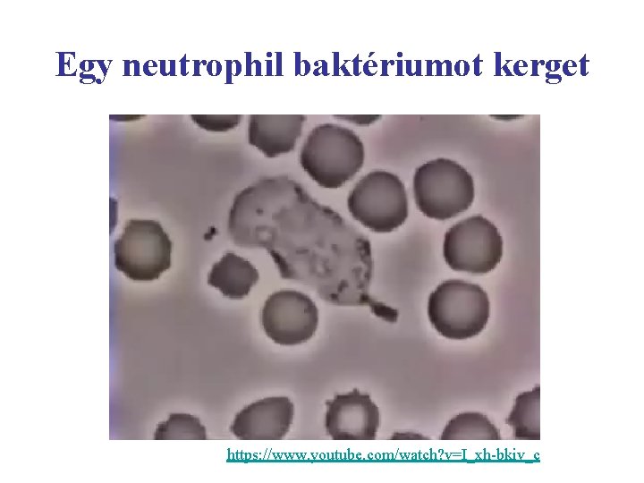 Egy neutrophil baktériumot kerget https: //www. youtube. com/watch? v=I_xh-bkiv_c 