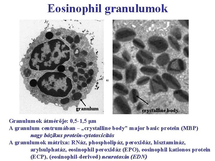 Eosinophil granulumok granulum crystalline body Granulumok átmérője: 0, 5 -1, 5 μm A granulum
