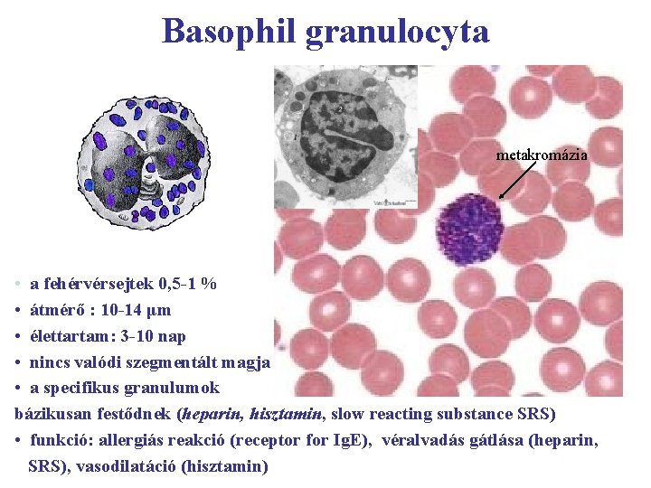 Basophil granulocyta metakromázia • a fehérvérsejtek 0, 5 -1 % • átmérő : 10