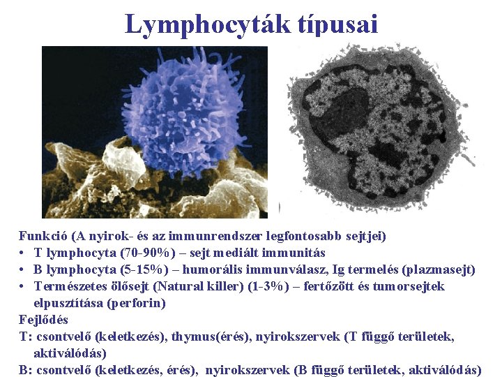 Lymphocyták típusai Funkció (A nyirok- és az immunrendszer legfontosabb sejtjei) • T lymphocyta (70