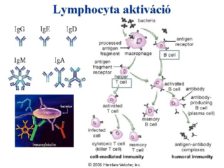 Lymphocyta aktiváció 