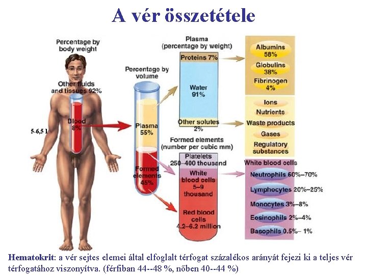 A vér összetétele 5 -6, 5 l Hematokrit: a vér sejtes elemei által elfoglalt