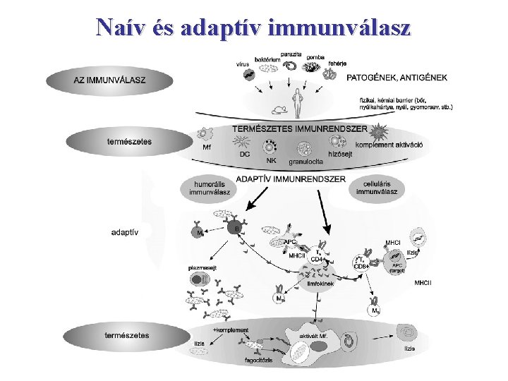 Naív és adaptív immunválasz 