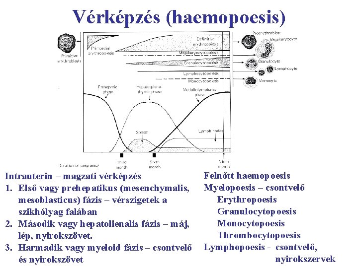 Vérképzés (haemopoesis) Intrauterin – magzati vérképzés 1. Első vagy prehepatikus (mesenchymalis, mesoblasticus) fázis –