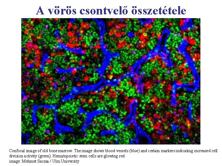 A vörös csontvelő összetétele Confocal image of old bone marrow. The image shows blood