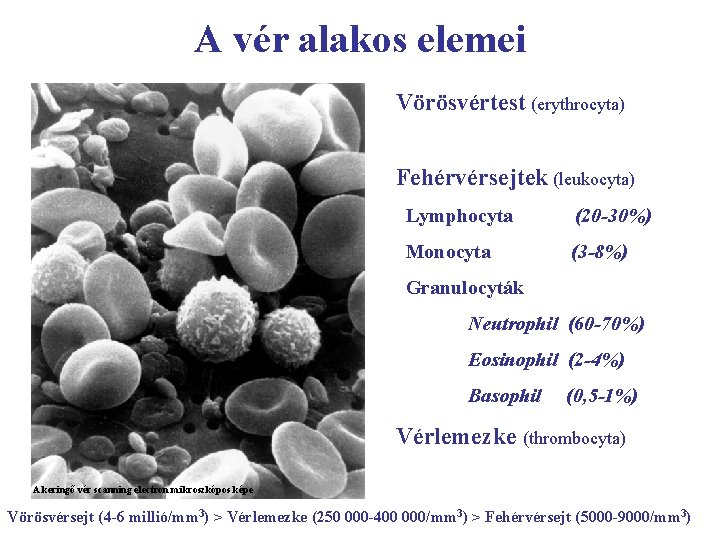 A vér alakos elemei Vörösvértest (erythrocyta) Fehérvérsejtek (leukocyta) Lymphocyta (20 -30%) Monocyta (3 -8%)