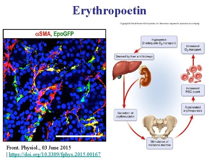 Erythropoetin Front. Physiol. , 03 June 2015 | https: //doi. org/10. 3389/fphys. 2015. 00167