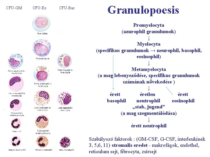 CFU-GM CFU-Eo CFU-Bas Granulopoesis Promyelocyta (azurophil granulumok) ↓ Myelocyta (specifikus granulumok → neurophil, basophil,