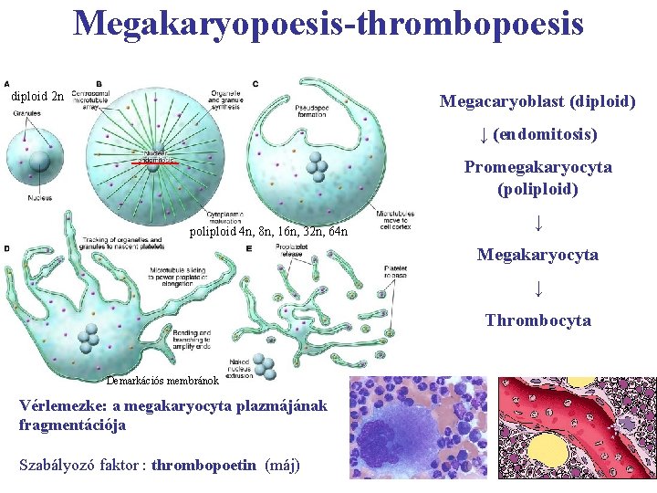 Megakaryopoesis-thrombopoesis diploid 2 n Megacaryoblast (diploid) ↓ (endomitosis) Promegakaryocyta (poliploid) poliploid 4 n, 8