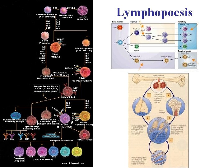 Lymphopoesis 