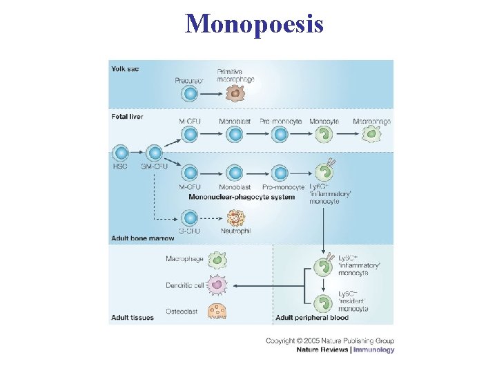 Monopoesis 