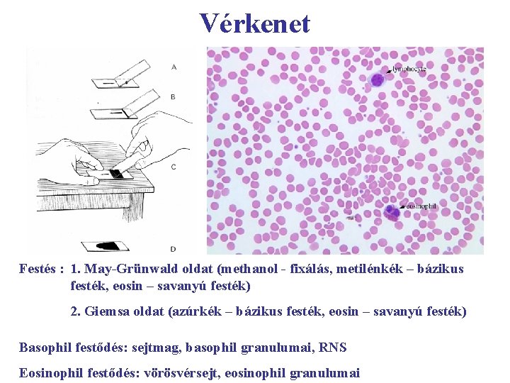 Vérkenet Festés : 1. May-Grünwald oldat (methanol - fixálás, metilénkék – bázikus festék, eosin