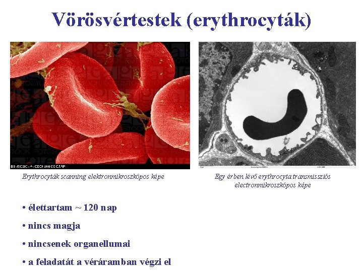 Vörösvértestek (erythrocyták) Erythrocyták scanning elektronmikroszkópos képe • élettartam ~ 120 nap • nincs magja