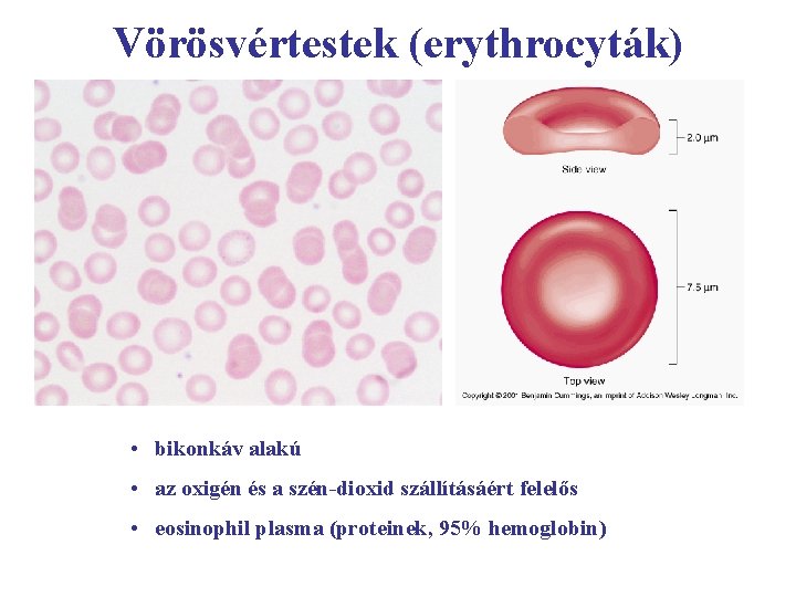 Vörösvértestek (erythrocyták) • bikonkáv alakú • az oxigén és a szén-dioxid szállításáért felelős •