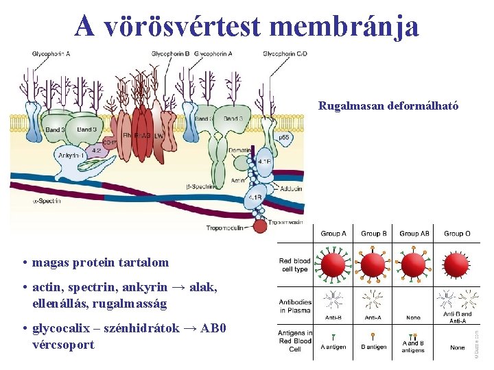 A vörösvértest membránja Rugalmasan deformálható • magas protein tartalom • actin, spectrin, ankyrin →