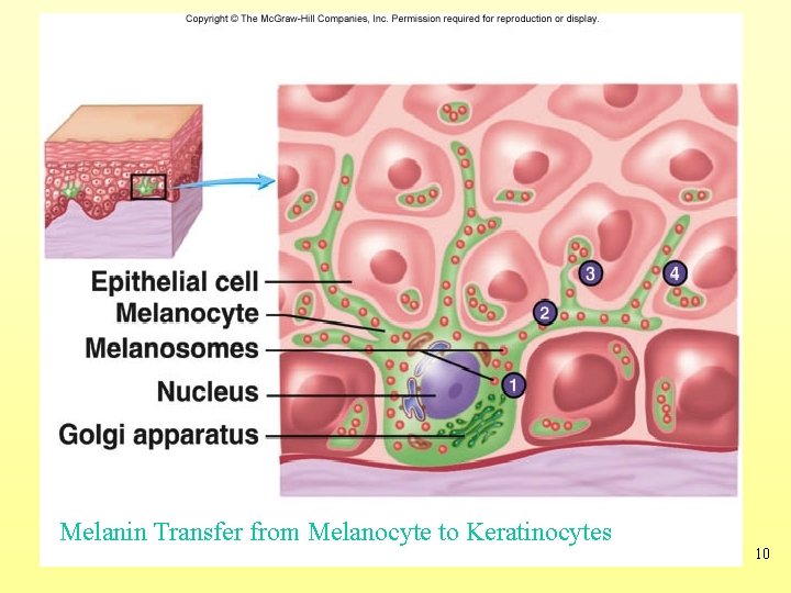 Melanin Transfer from Melanocyte to Keratinocytes 10 