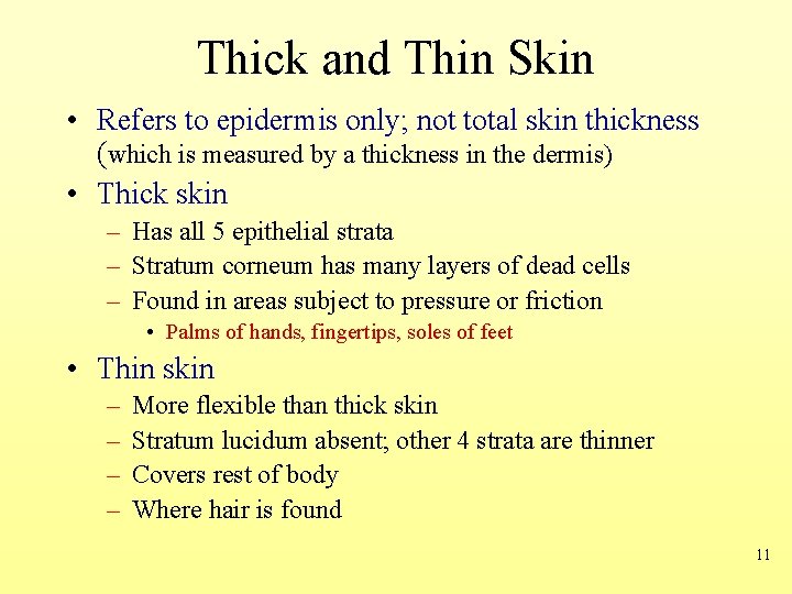 Thick and Thin Skin • Refers to epidermis only; not total skin thickness (which