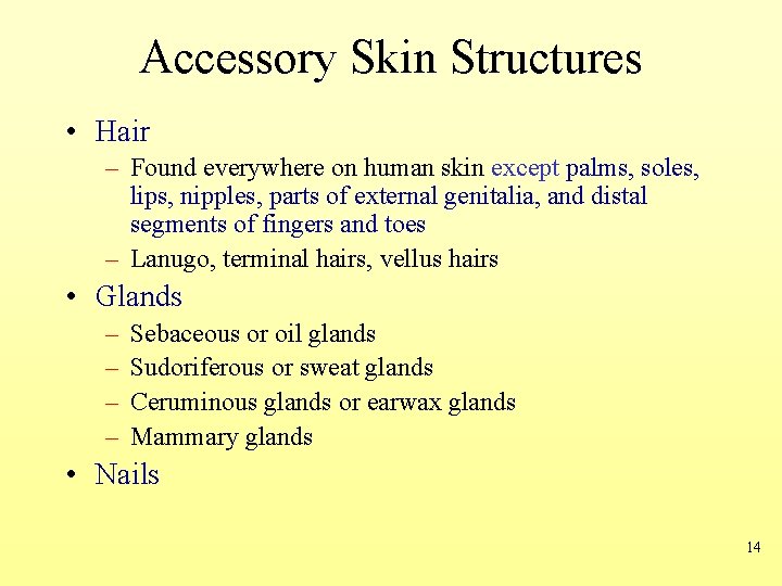 Accessory Skin Structures • Hair – Found everywhere on human skin except palms, soles,