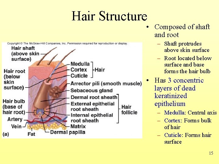 Hair Structure • Composed of shaft and root – Shaft protrudes above skin surface