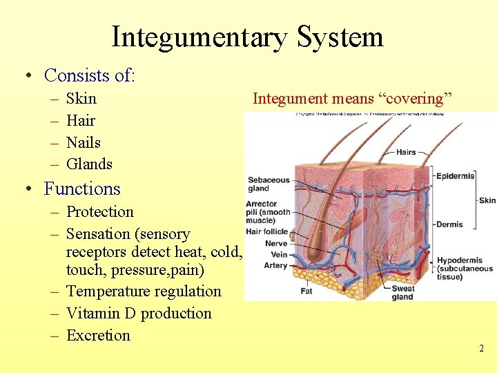 Integumentary System • Consists of: – – Skin Hair Nails Glands Integument means “covering”