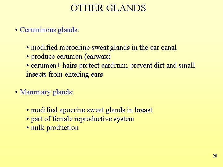 OTHER GLANDS • Ceruminous glands: • modified merocrine sweat glands in the ear canal