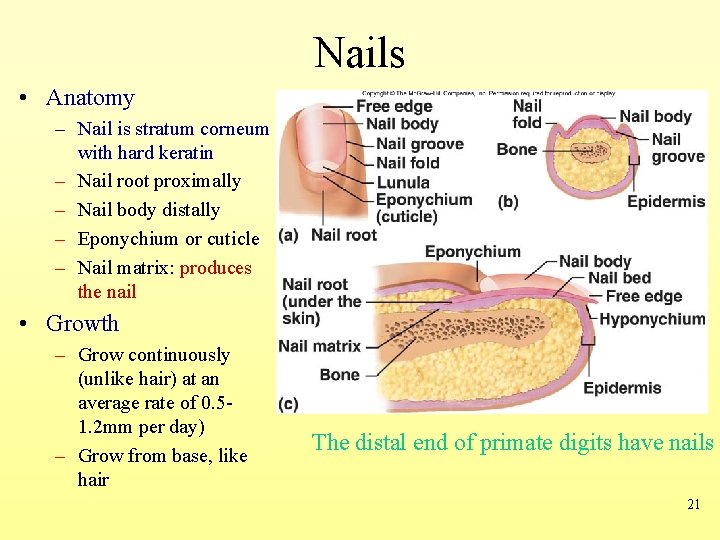 Nails • Anatomy – Nail is stratum corneum with hard keratin – Nail root