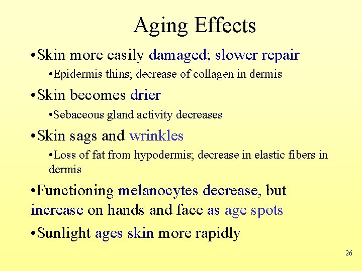 Aging Effects • Skin more easily damaged; slower repair • Epidermis thins; decrease of