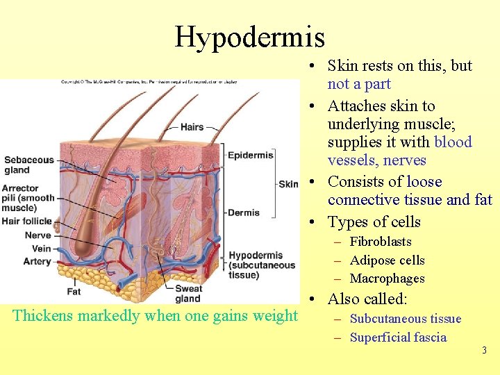 Hypodermis • Skin rests on this, but not a part • Attaches skin to