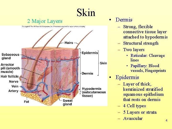 2 Major Layers Skin • Dermis – Strong, flexible connective tissue layer attached to