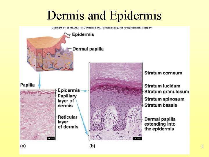 Dermis and Epidermis 5 