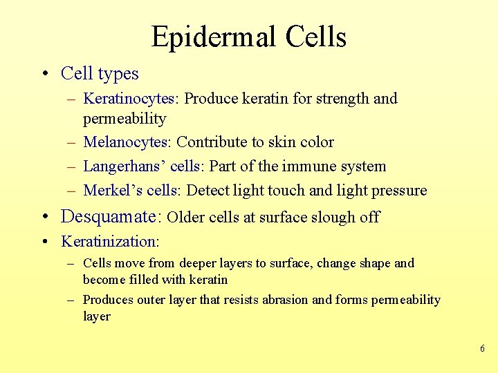 Epidermal Cells • Cell types – Keratinocytes: Produce keratin for strength and permeability –