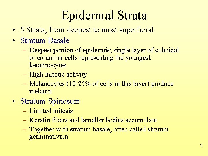 Epidermal Strata • 5 Strata, from deepest to most superficial: • Stratum Basale –