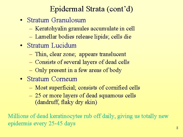 Epidermal Strata (cont’d) • Stratum Granulosum – Keratohyalin granules accumulate in cell – Lamellar