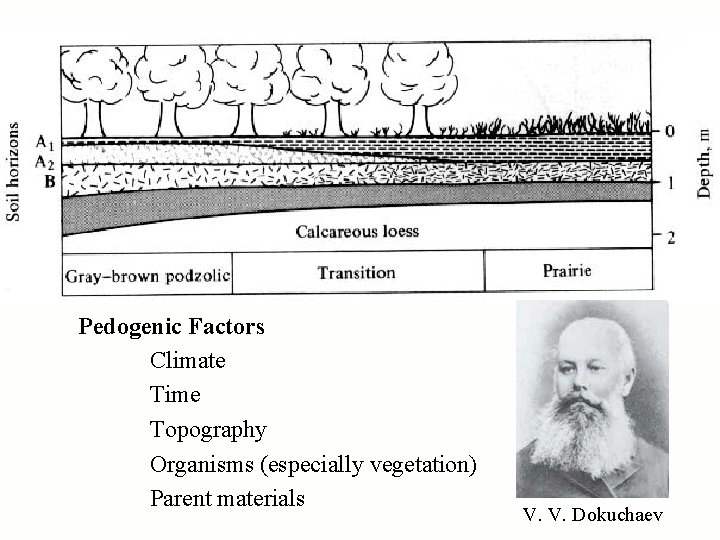 Pedogenic Factors Climate Time Topography Organisms (especially vegetation) Parent materials V. V. Dokuchaev 