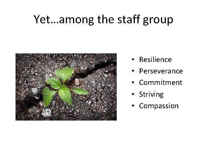 Yet…among the staff group • • • Resilience Perseverance Commitment Striving Compassion 