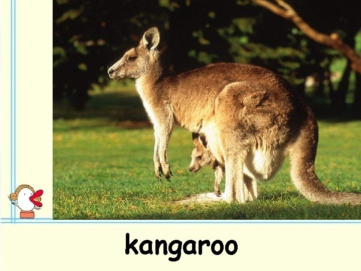 kangaroo 