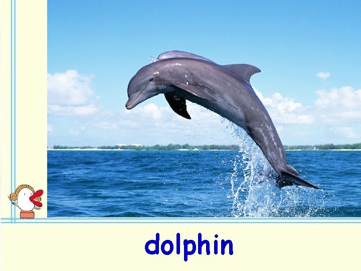 dolphin 