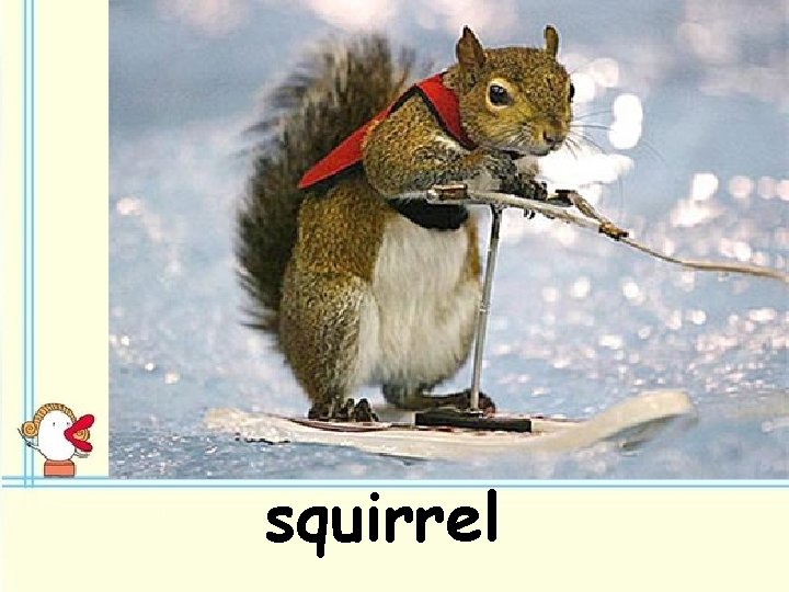 squirrel 