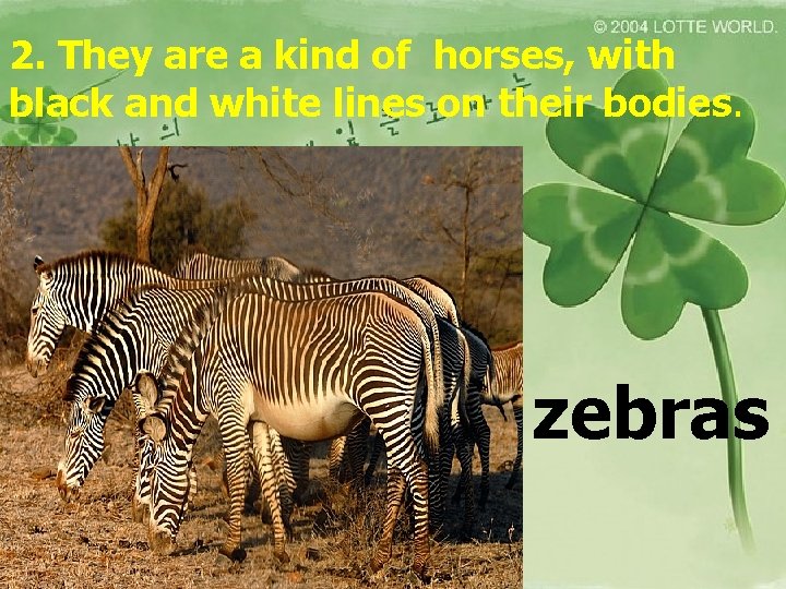 2. They are a kind of horses, with black and white lines on their
