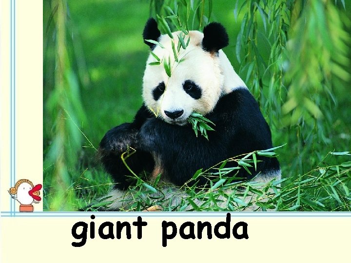 giant panda 