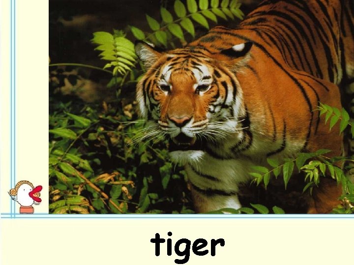 tiger 