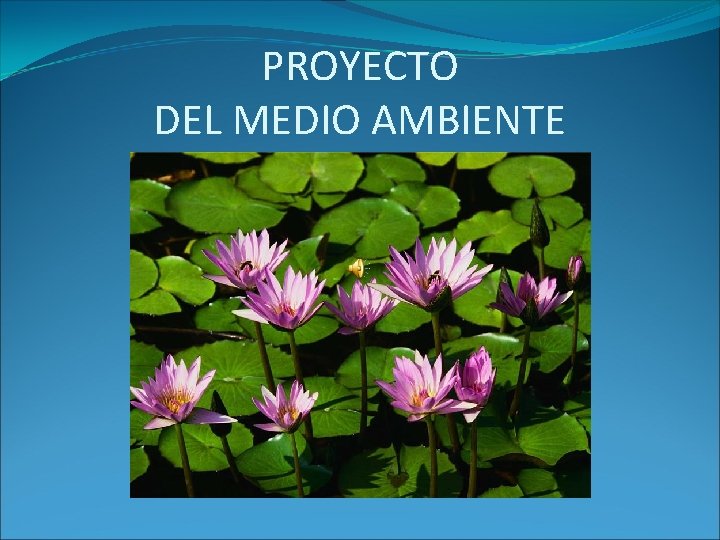 PROYECTO DEL MEDIO AMBIENTE 